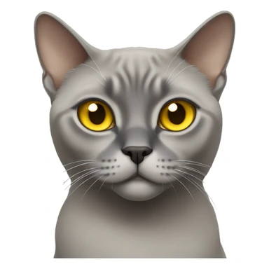 gray Burmese cat with yellow eyes sticker