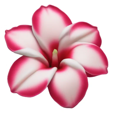 Adenium obesum flower sticker