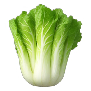 Kimchi napa cabbage sticker