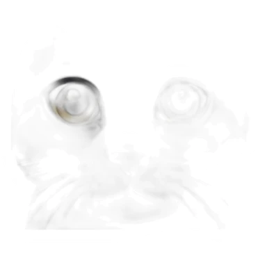 black british shorthair cat with small ears sticker