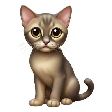 Burmese kitten sticker