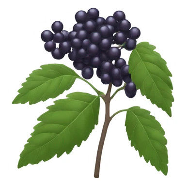 elderberry sticker