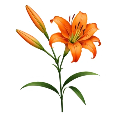 single Bright Orange Oriental Lily, straight stem sticker