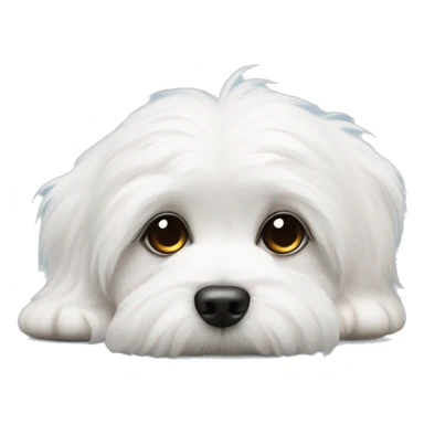 Coton de tulear puppy with side eye  sticker