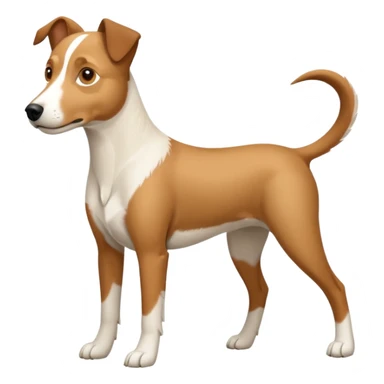a full body large white parson russell looking dog the size of a kelpie with light brown flapped down ears and a light brown patch on one eye and a large snout sticker