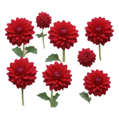 red dahlia sticker