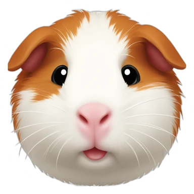 Guinea pig White and Red, its head and bottom is red sticker