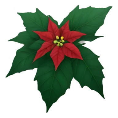 Dying poinsettia plant turning black sticker