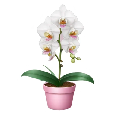 White Orchid in a pink pot sticker