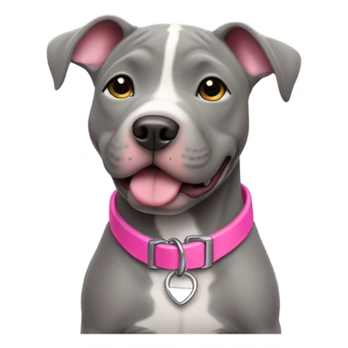 Grey pittbull puppy with a pink collar sticker