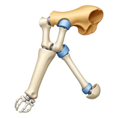 Articulacion de la cadera y femur  sticker