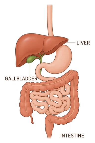 Connessione visiva con linee fegato , intestino e cistifellea sticker