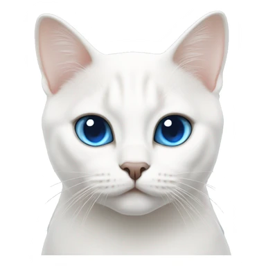 White British short hair cat with blue eyes sticker