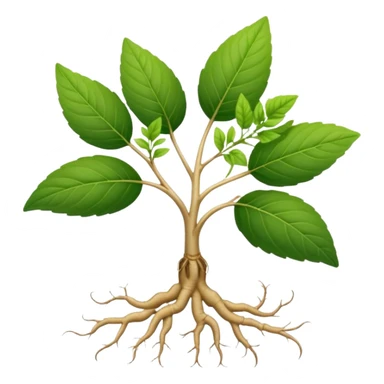wild ginseng plant with leaves and root sticker