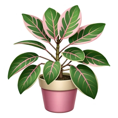 ficus elastica tineke rubber plant sticker