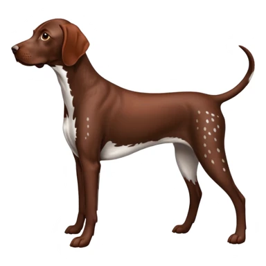 reddish brown german short haired pointer spotted  sticker