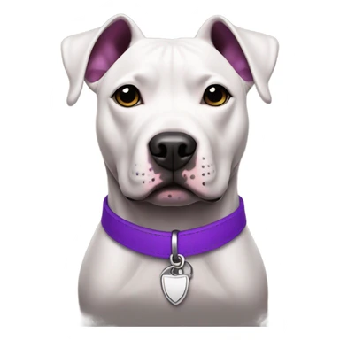 Black pit bull with a purple collar sticker