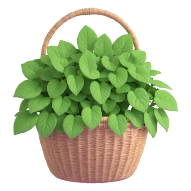 Plectranthus Verticillatus Swedish Ivy with trailing stems and perfectly round circular leaves in a coconut fiber basket sticker