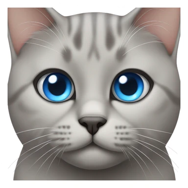 British short hair cat with blue eyes  sticker