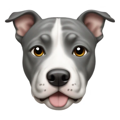 Grey Stafford shire bull terrier dog portrait with a small white line between his eyes, a grey nose, and a white chest sticker
