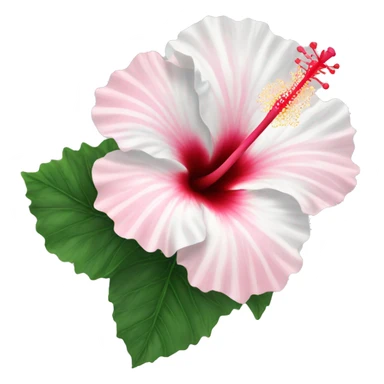 hibiscus flower pink and white sticker