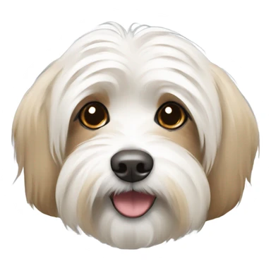White and tan havanese dog  sticker