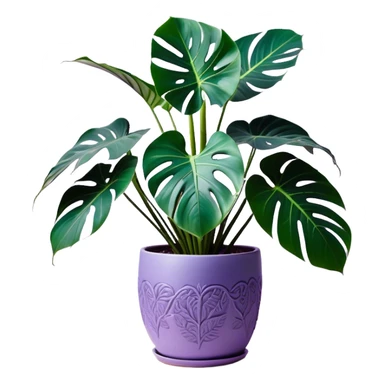 A stunning monstera plant with deep violet-green leaves, each leaf elegantly veined with subtle shades of purple, creating an ethereal glow. The plant is flourishing in a beautifully crafted lavender ceramic pot with intricate embossed floral patterns. The background features a softly blurred, moody violet gradient, enhancing the plant’s lush aesthetic. Delicate strands of ivy and tiny lavender blossoms cascade around the pot, adding depth and harmony. Soft, diffused lighting casts a gentle glow, emphasizing the plant’s unique coloration and creating a dreamy, artistic composition. sticker
