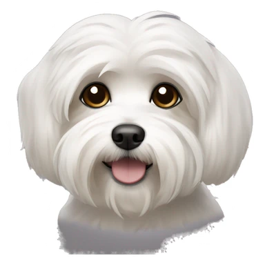 havanese dog with white eyebrows, black around the eyes and ears and white around the mouth sticker