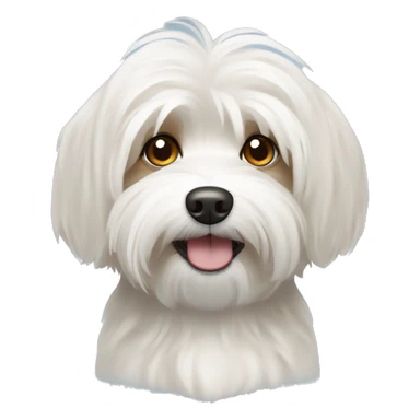 White havanese dog with tan eyes  sticker