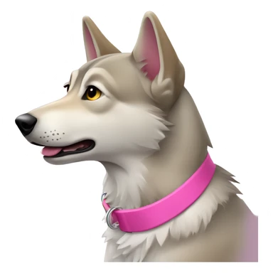 Czechoslovakian wolfdog with a pink collar sticker