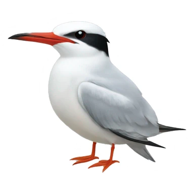 Common tern  sticker
