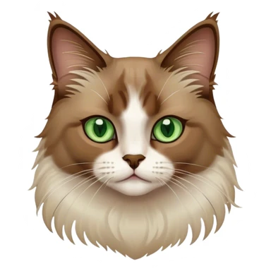 Brown ragdoll cat with a white chest and green eyes sticker