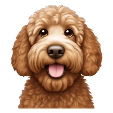 Red labradoodle with more fluff and small white patch under chin and on che sticker