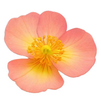 Bokeh Anemone Rose yarrow anemone nasturtium iris flower sticker