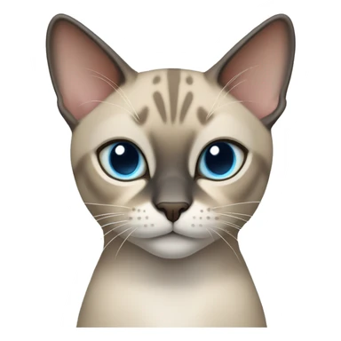 Thai breed cat with a light cream-brown body, dark gray face, ears, and paws. Short fur, sharp ears, and striking light blue eyes with an intense gaze. sticker