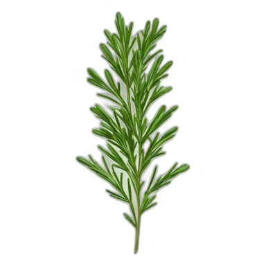 rosemary herb for hair growth sticker
