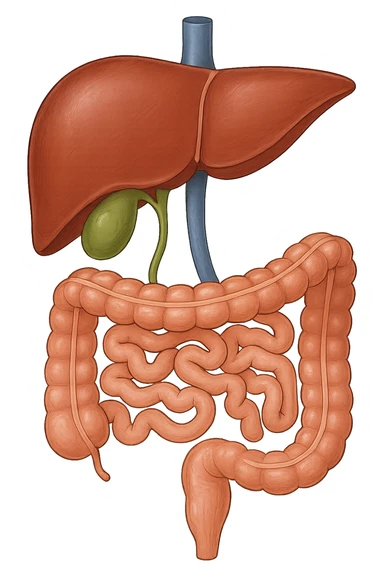 Connessione, fegato , intestino e cistifellea sticker