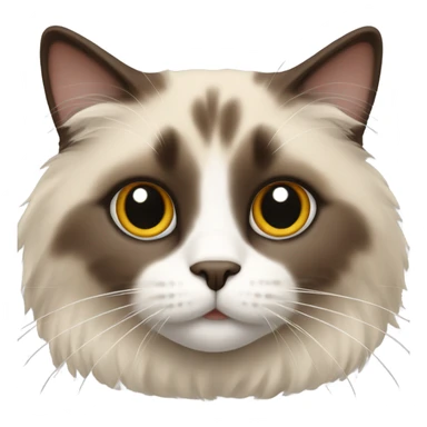 Adult brown colored ragdoll cat sticker