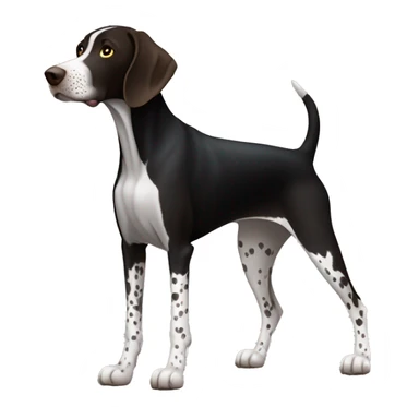 A german shorthair pointer dog (full body) with a very black coat and white markings (white belly, feet, and tail tip) and with very little white hair on the snout. No black spots on white markings. sticker