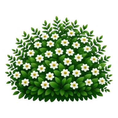 A dense bush with dark leaves and a curved organic shape with small white flower sticker