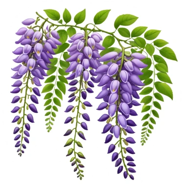 Wisteria raceme with mixed blooming stages - some flowers fully open in purple, others still in bud stage, hanging gracefully with green leaves sticker