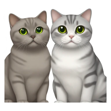 Scottish fold cat in grey with Green eyes + Brown british shorthair with Brown eyes sitting  sticker
