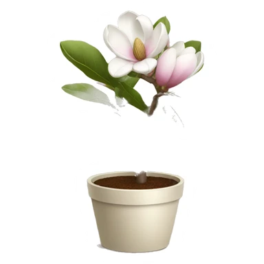 Magnolia in a pot sticker