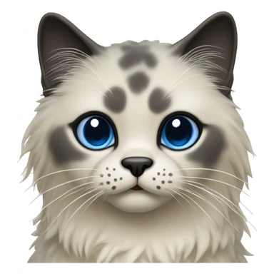 Seal point rag doll cat with dark face and blue eyes sticker