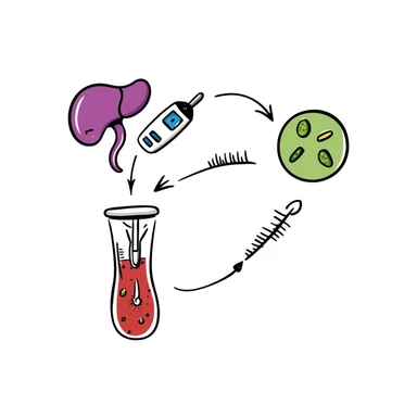 Anatomical diagram of anti-diabetic mechanism: purple pancreas releasing blue insulin molecules, red blood vessels with yellow glucose particles, green cell receptors accepting insulin. Hand-drawn illustration showing glucose regulation with arrows indicating reduced blood sugar levels. sticker