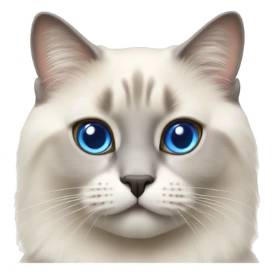 british cat breed colorpoint with blue eyes sticker