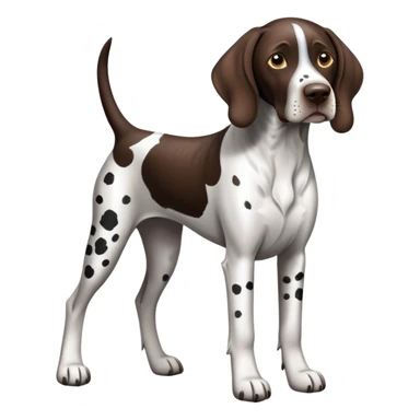 German Shorthaired Pointer black and white tipped patch sticker