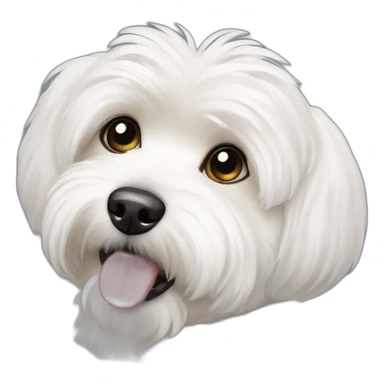 bichon-havanese sticker