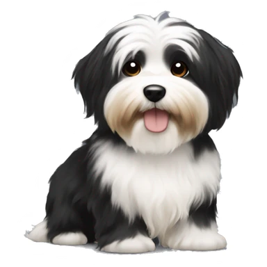 Black and white havanese with tan sticker