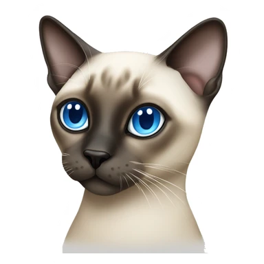 siamese seal point cat with blue eyes sticker